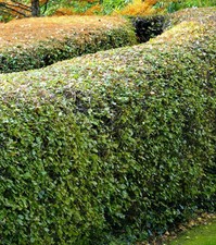 Lot 100 Charmes Plantes En