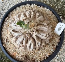 Sale Rare Cacti Plant Matelea