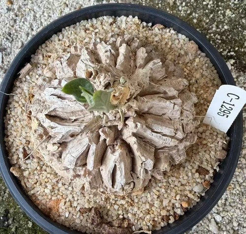 Sale rare cacti plant - sale,