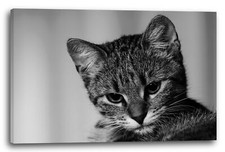 Toile/Cadres Mignon petit