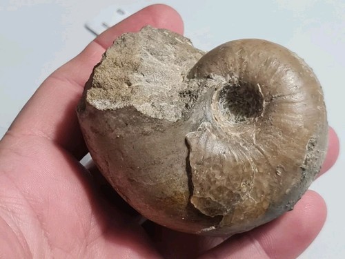 Nautile cenoceras france - nautile,
