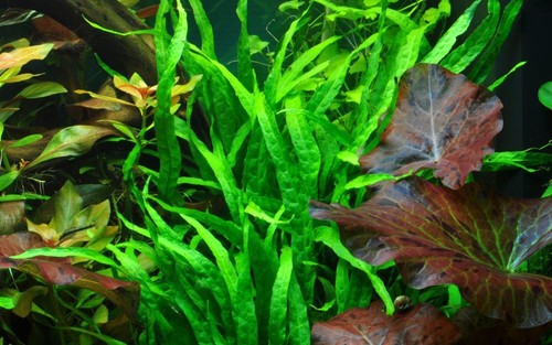 Plante aquarium microsorum - plante, d’aquarium