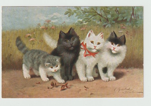 Sperlich chats chatons - .,