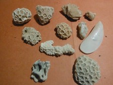 petit lot de corail +pierre