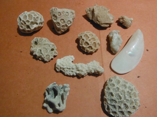 Petit lot corail - petit, +pierre
