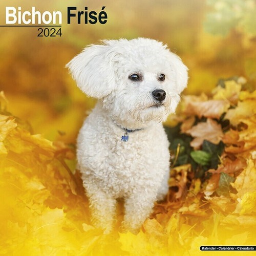 Calendrier 2024 bichon - calendrier,