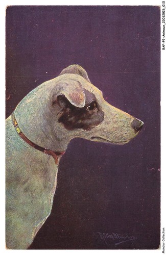 Bafp9 0801 animaux chiens - bafp9-0801-animaux,