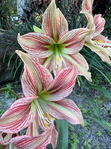 Amaryllis giraffe 3 - ‘, giraffe’