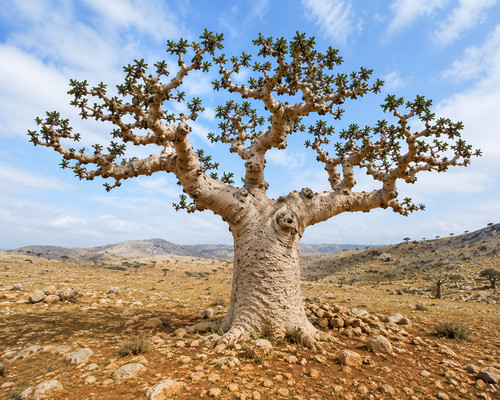 Boswellia serrata graines - boswellia,