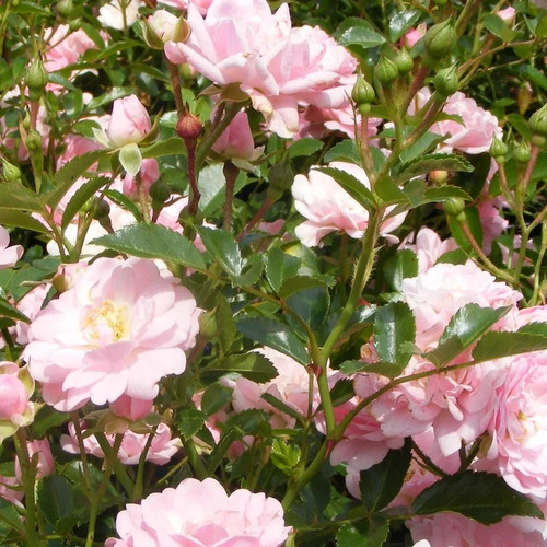 Rosa the fairy rosier - rosa, 'the
