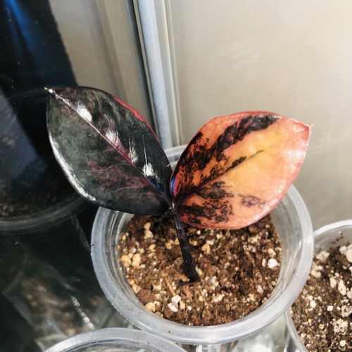 Black raven orange - black,