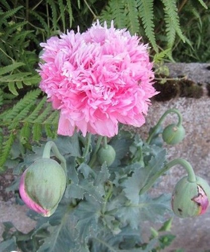 Pavot fleur de pivoine - pavot,