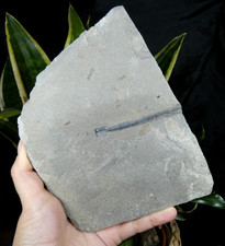 Rostre de Bélemnite sur