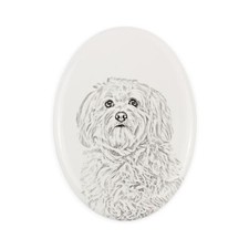 Bichon havanais une pierre