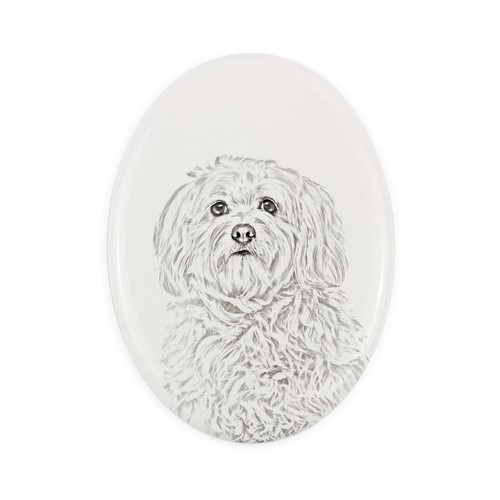 Bichon havanais une pierre