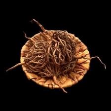 Kef Maryiam - شجرة كف