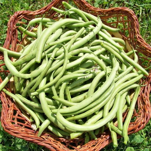 Graines haricot nain - haricot,