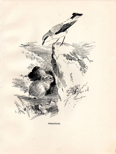 Impression oiseau 1923 - d'oiseau,
