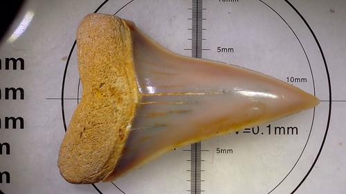 Shark tooth carcharodon - tooth,