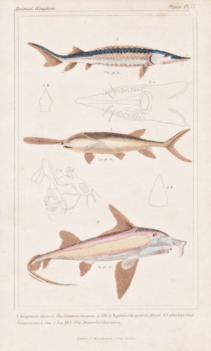 Poissons esturgeon européen - poissons,