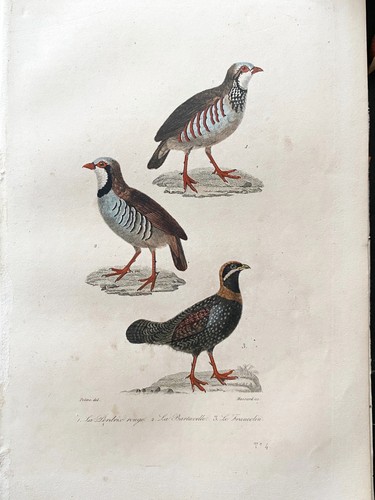 Lithographie buffon 1837 - lithographie,