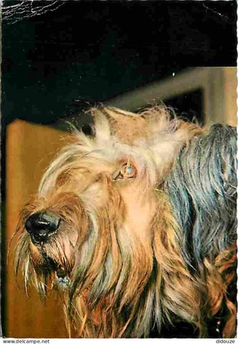 Carte postale animaux - animaux,