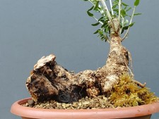 Bonsaï olivier 2 x 25 cm en