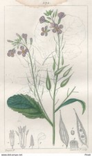 Décoration Botanique Fleur Raifort Gravure Pierre Jean François Turpin