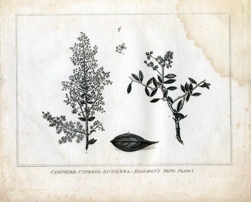 Henné lawsonia - henné, (lawsonia