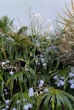Iris confusa / Iris bambou /