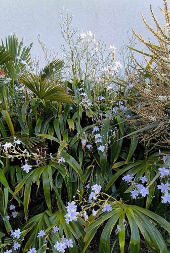 Iris confusa bambou - iris,