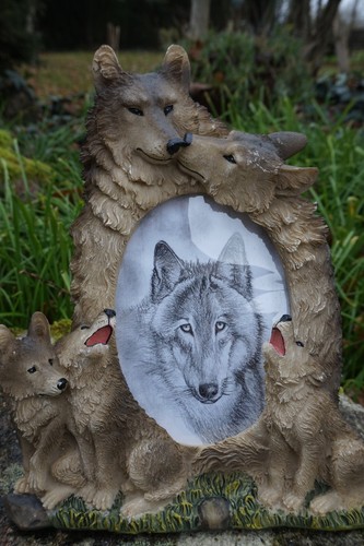 Mo0257 superbe cadre loup - ,