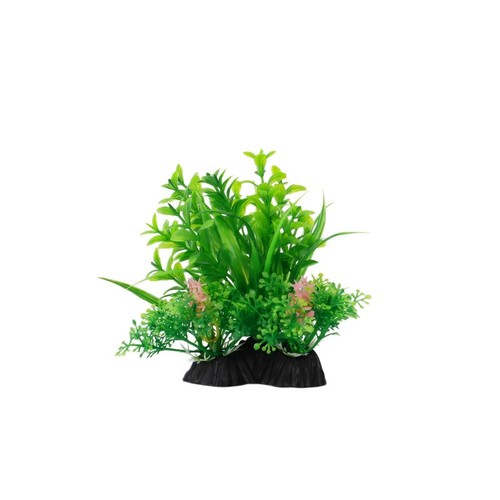 Plantes aquatiques
