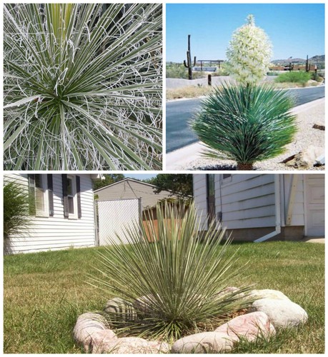 Graines yucca elata - 30,