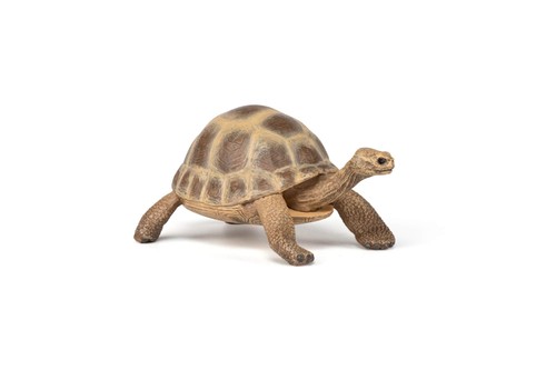 Figurine tortue hermann - tortue, d’hermann