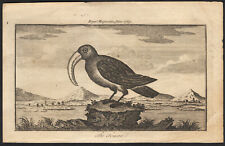 1769 Rare gravure Toucan toco