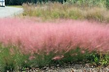30 PINK MUHLY GRASS SEEEDS - Muhlenbergia capillaris