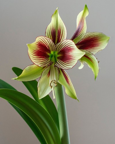 Amaryllis papilio hippeastrum - papilio,