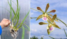 Encyclia tampensis x