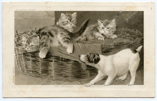 Chats chattons chien cats - chien.,