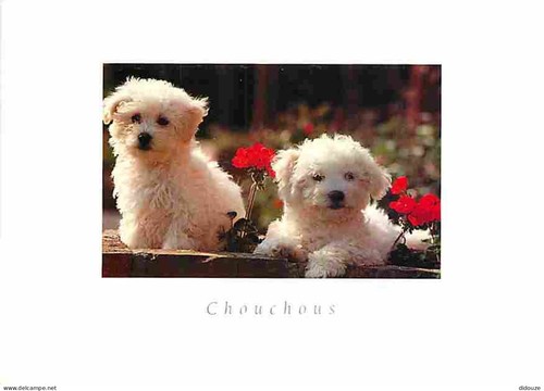 Carte postale animaux - animaux,