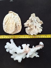 Lot de 3 Coraux, Collection