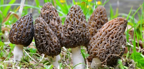 Kit culture champignons - kit,