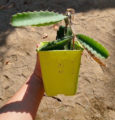 Pitaya plante graphique à - –,