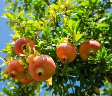 6 Boutures Grenadier Rustique