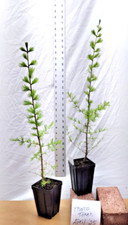 Western Larch tree in small nursery pot. Larix occidentalis. Western Tamarack.