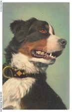 ASHP8-0446-DOG - BERNER SENNENHUND - BERNESE CATTLEMAN - SWISS MOUNTAIN DOG -