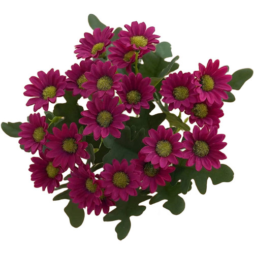 Bouquet fleurs marguerites - fleurs,