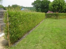 Osier jaune en botte de 50