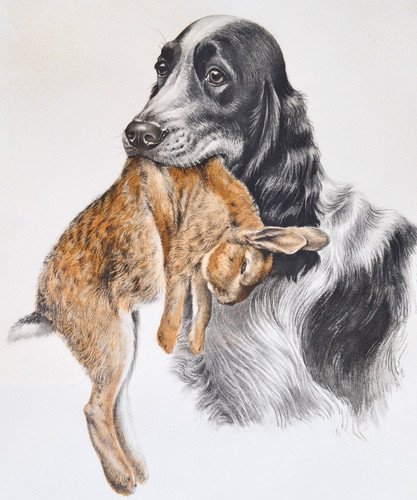Léon danchin gravure chien - gravure, "chien